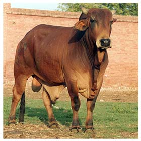 Sahiwal Bull