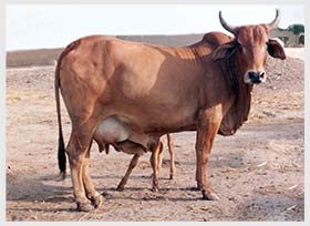 Sahiwal Desi Cow